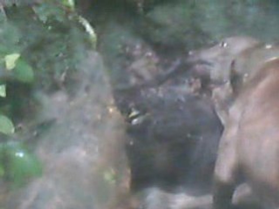 Champ on pig