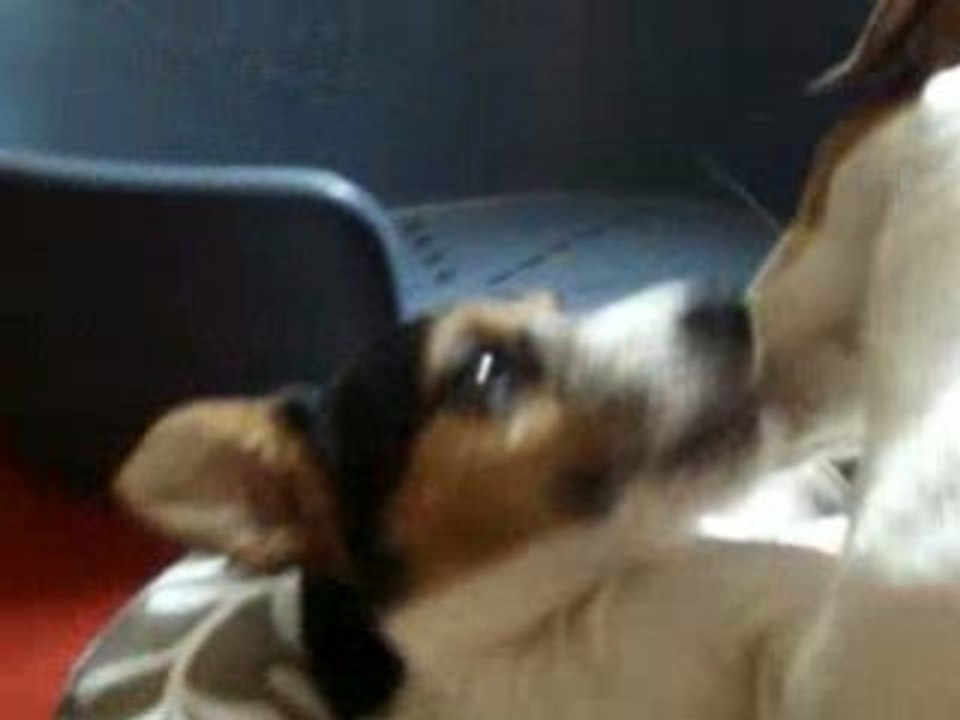 Calin de Jack Russel