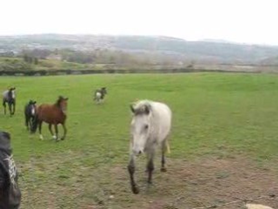 Mardi 21 octobre : arrivée du troupeau