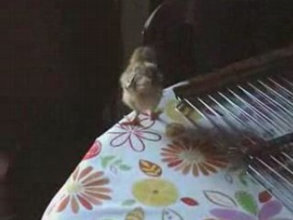 Bipbip