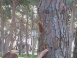 Ecureuils de Belek Antalya (Turquie)