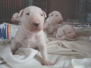 Chiot bull terrier