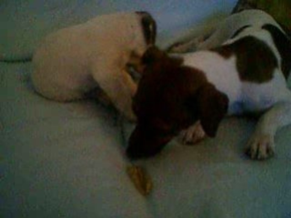 Amy et Bud ; l'amour