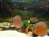 Discus et tapajos