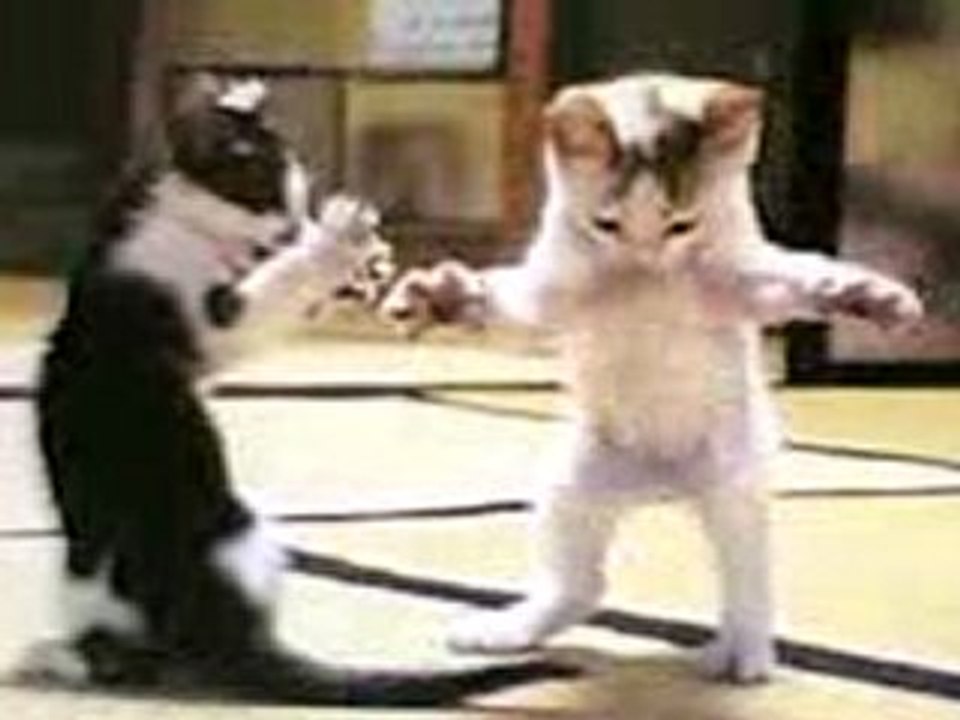 Chat qui danse