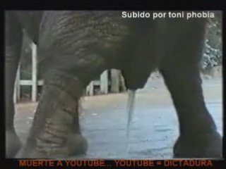 un elefante se traga una pelota de furbol zoo barcelona