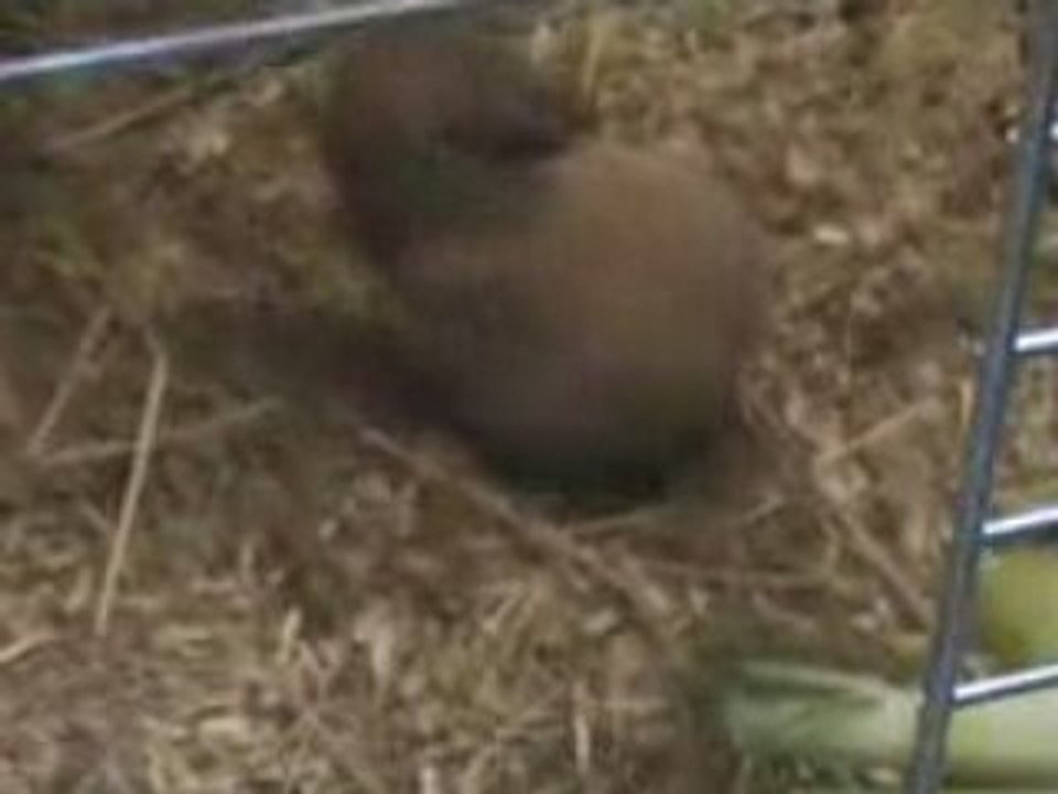 la 1ère sortie des bbs lapins à 15 jours de vie