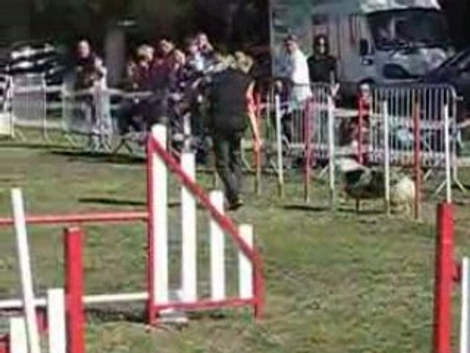 SWANNY GPF AGILITY LEVIGNAC 2008 JUGE MME BETBEDER(1)