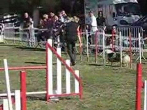 SWANNY GPF AGILITY LEVIGNAC 2008 JUGE MME BETBEDER(1)