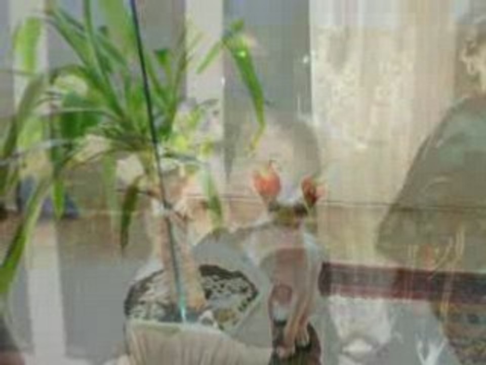 La MAGOOMANIA SUR NANCY (54) ♥ ♠ ♣ ♦