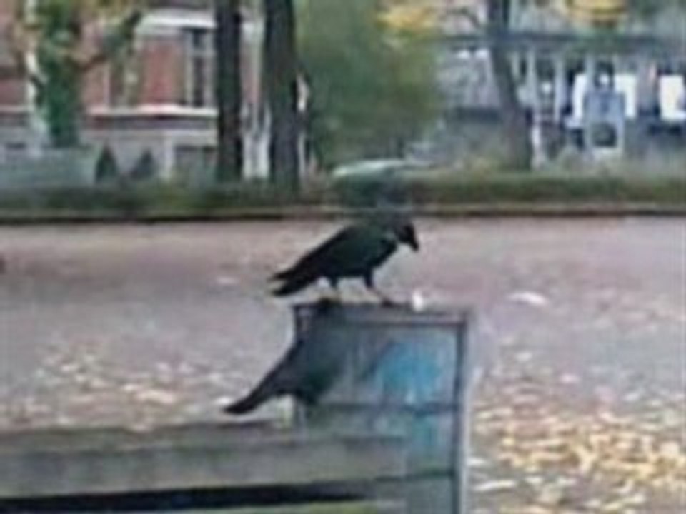 raben herbst 2008 (1)