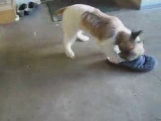 Parson Russell Terrier . Video 1