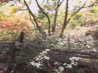 Fall Hike Hunting Cabin High Point North Fork