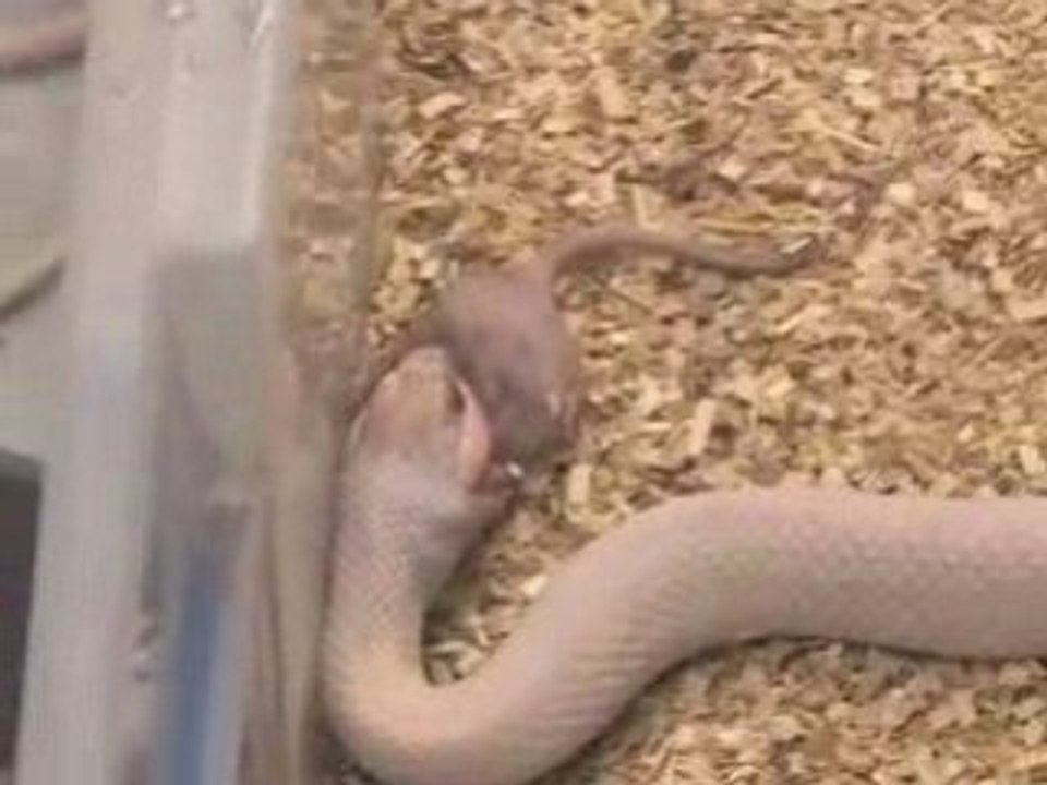 SnakeBytesTV-Snakes Striking, Snakes Feeding, Don't Watch!