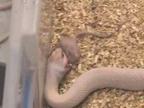 SnakeBytesTV-Snakes Striking, Snakes Feeding, Don't Watch!