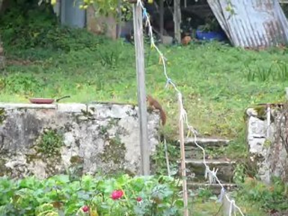 22 oct-écureuil 2 - 6 oct