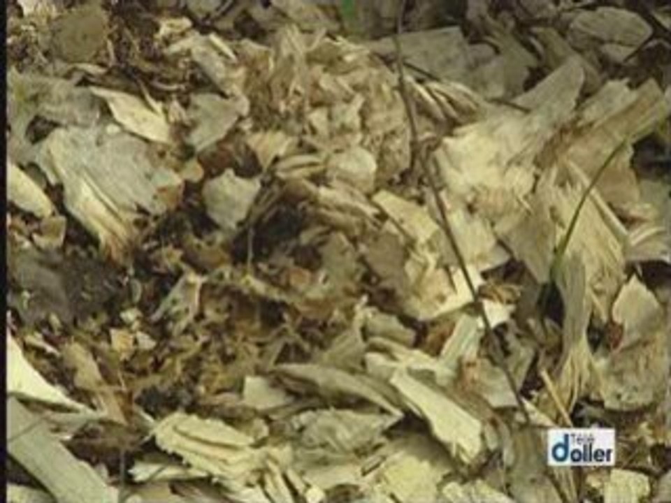 Les Castors dans la Vallée de la Doller