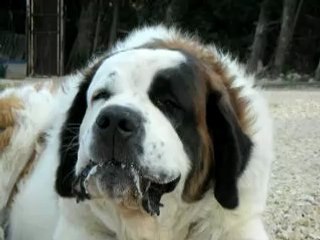 Alaska vous apprend la mastication