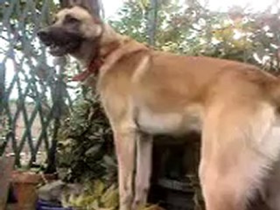 Rex mon chien en delir