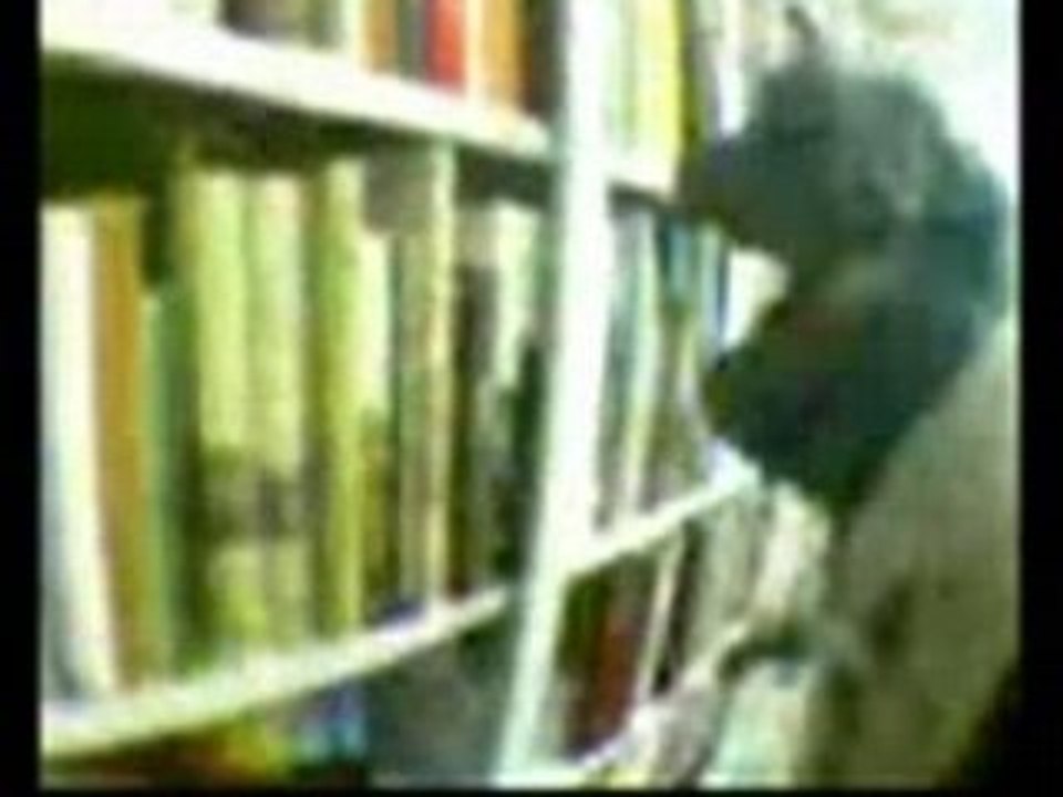 One day in the life of frogga