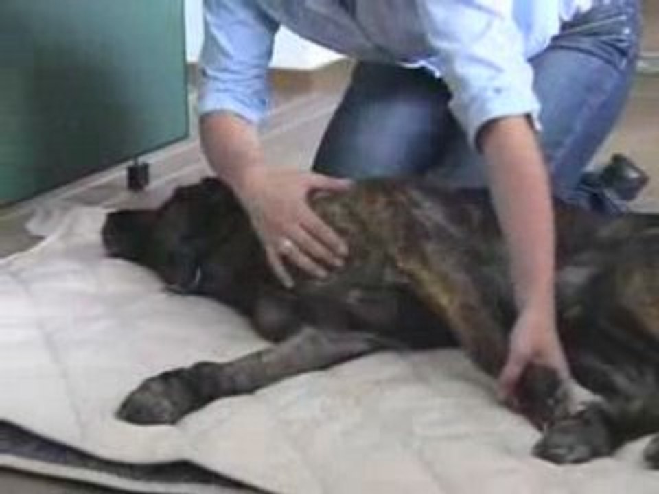 Hallohund tv - hundemassage