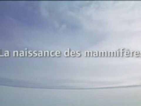 Planète Terre 4_6 - la naissance des Mammifères 1_3