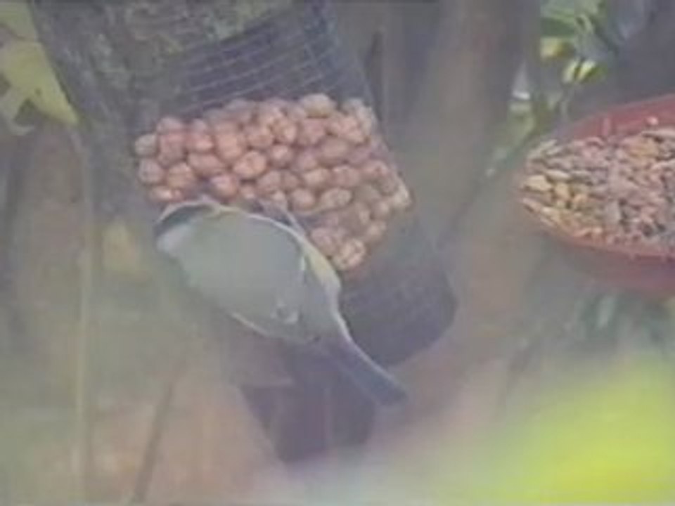 Tit in my garden