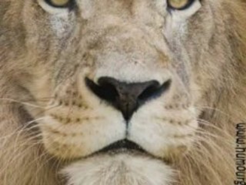 ANGELINA JOLIE LION  MORPHING