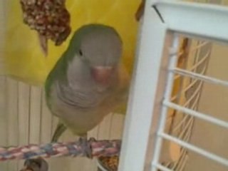 Sexual Frustration In Birds