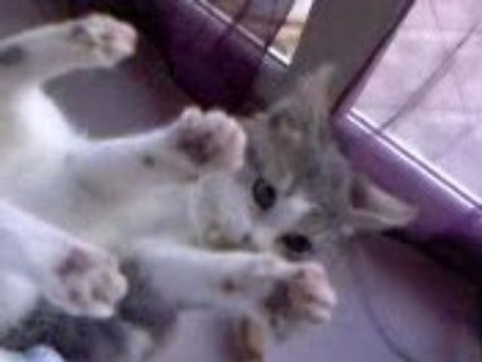 chat