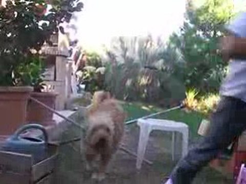 mon chien et mo frère qui saute