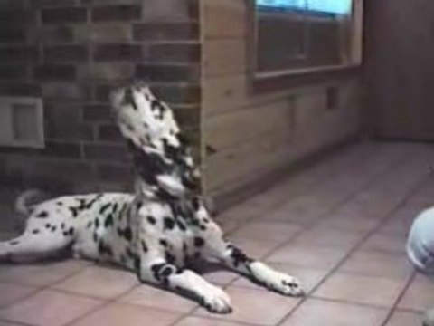 Clin d'oeil a nos amis les bêtes