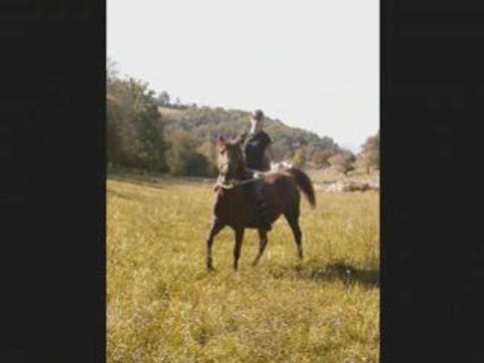 travail en éthologie dans le près avec ma princesse =)