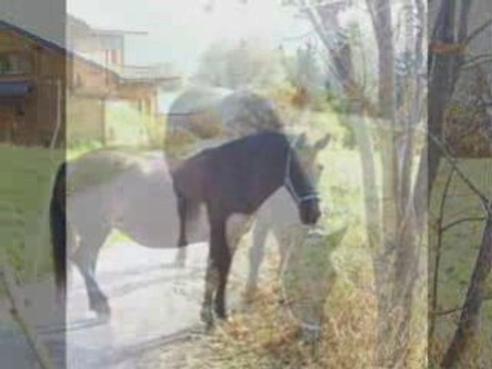 Chevaux Jeannot 5