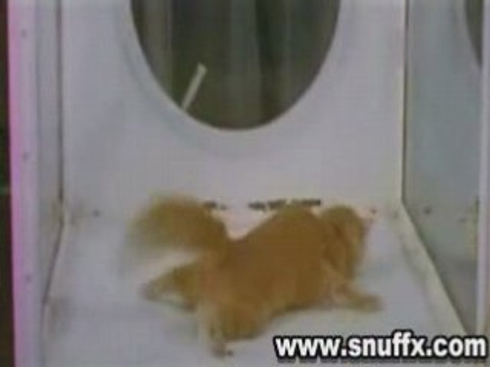 Chat sous LSD