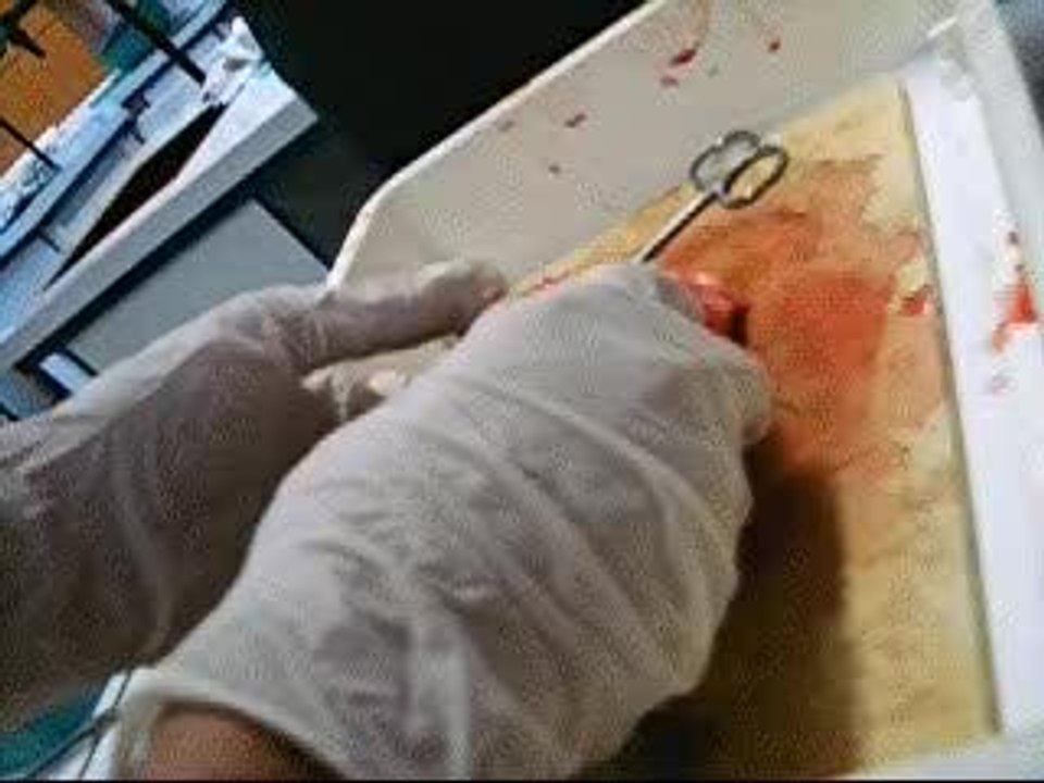 Dissection de coeur de mouton !!!!!!