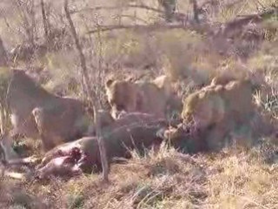 3 lionnes bouffent un kudu #3
