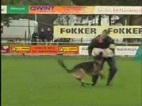 dutch championship german sheperds (reportage)
