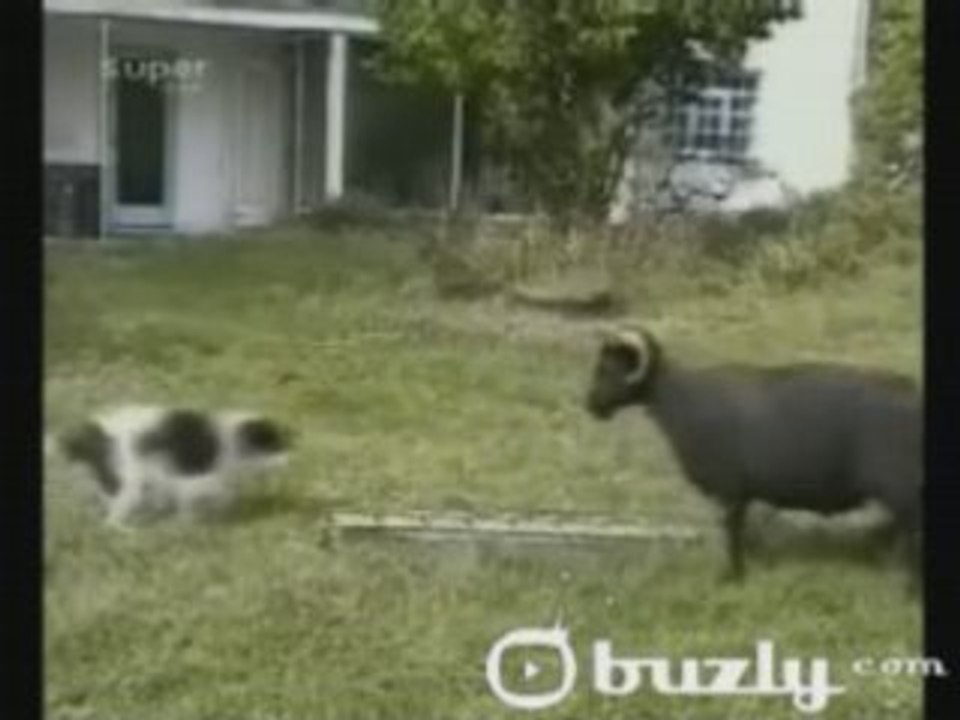 Chien VS Bélier