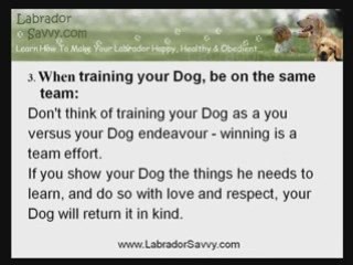 Three Effective Labrador Training Tips