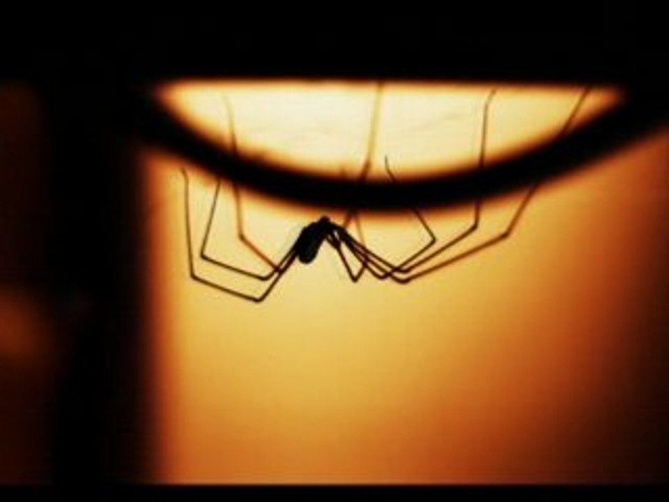 Araignées_5_Penderecki