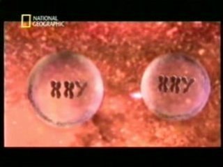 Embriologia: Gemelos