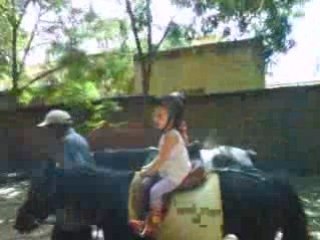 Morgane cheval oct08