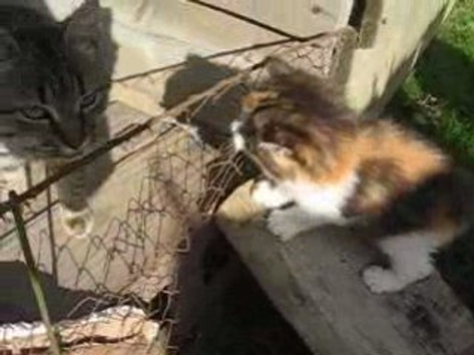Chatonn