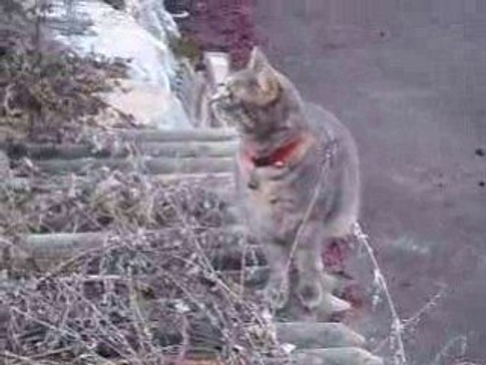 Chevaux Jeannot 6 022