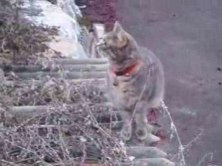 Chevaux Jeannot 6 022