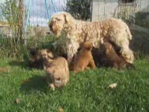Irish Soft Coated Wheaten terrier