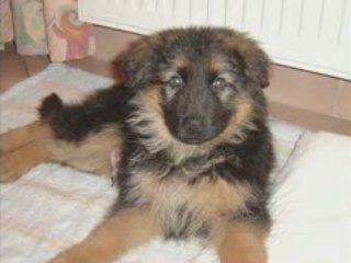 Montage Taran Malo Shania by Matthieu