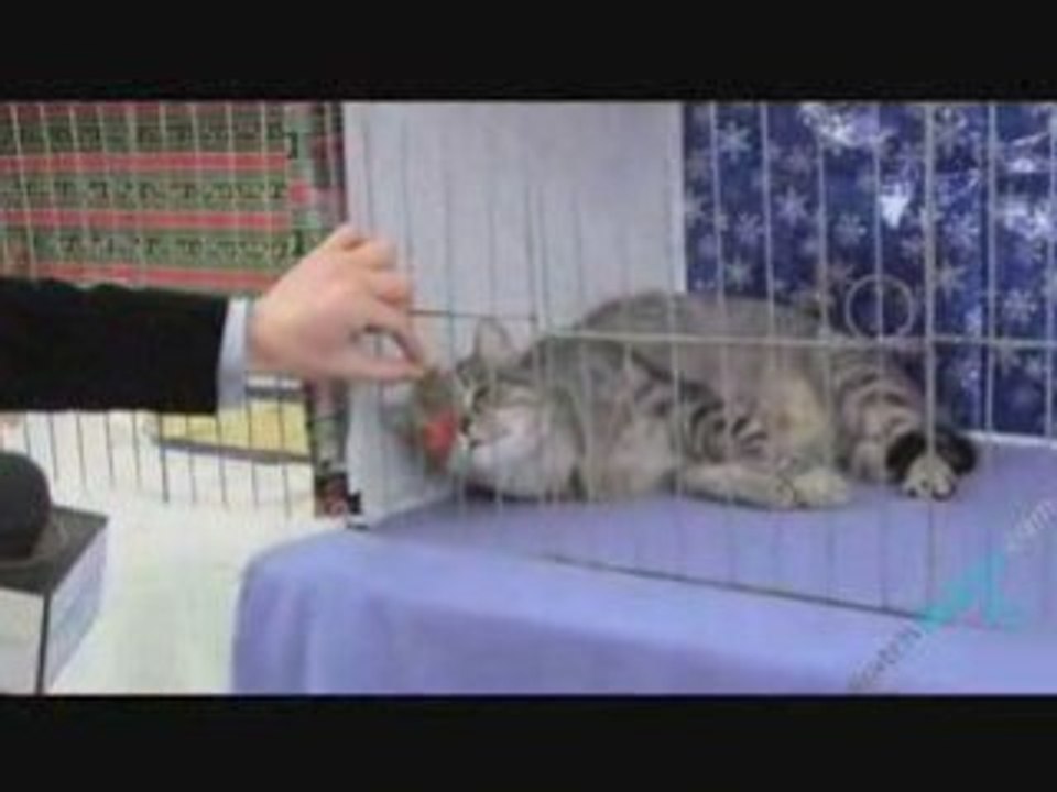 Cat Show - Intro