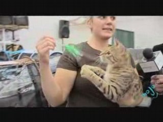 Cat Show - Exotic Short Hair and Savanah